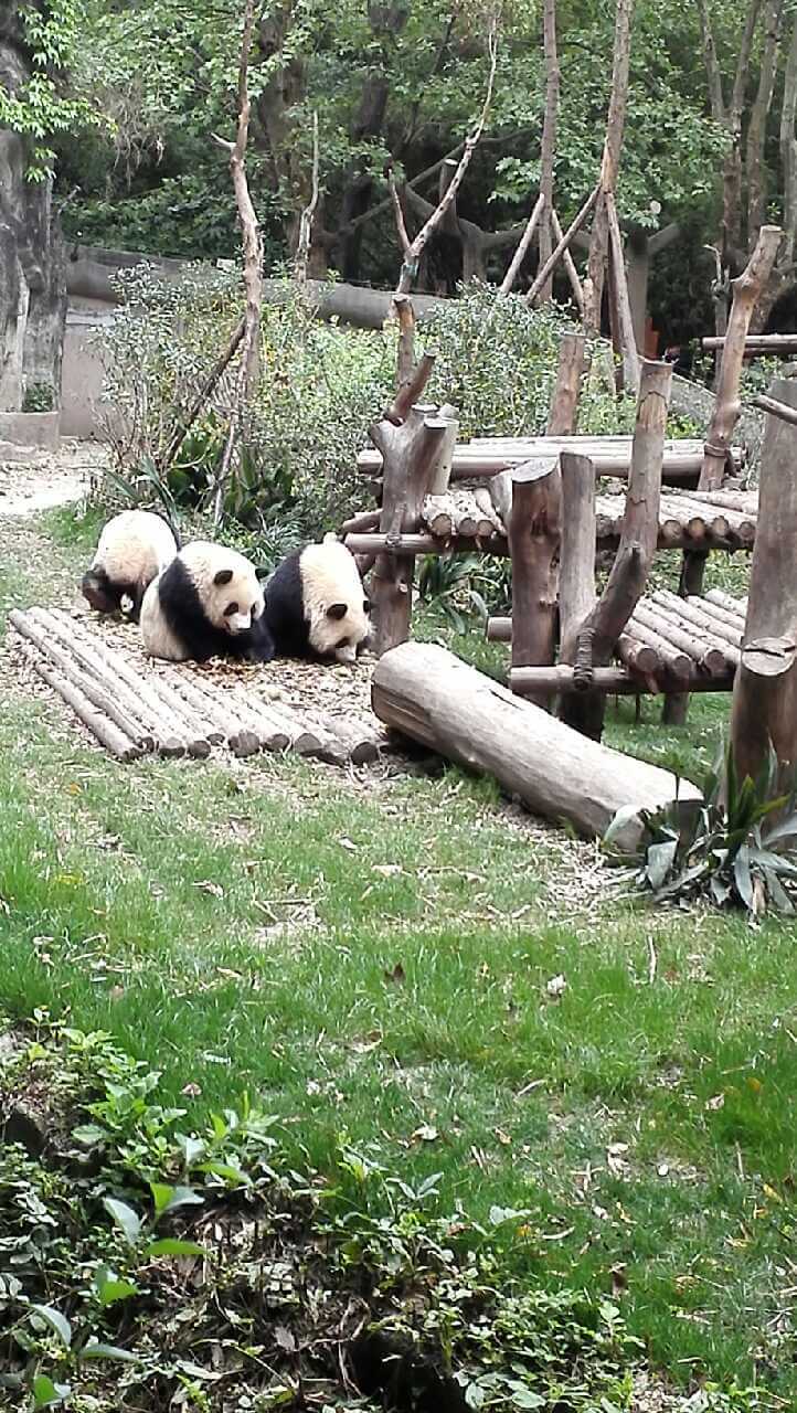 Giant-Panda
